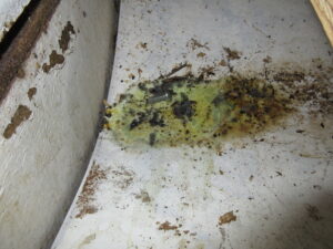 Close up of mould growth and staining at the base of an interior wall, found during a moisture and mould home inspection in Kingston Ontario by Equinox Home Inspections.